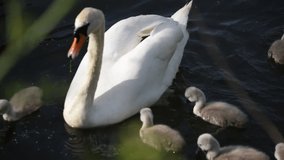 Spring video footage of Swans and signets feeding in the Stour river -Bournemouth,UK 