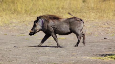 Panning left shot of warthog walking in savannah.