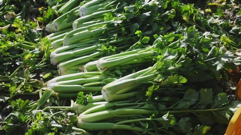 Closeup of organic green celery harvested on vegetable farm. Harvest time