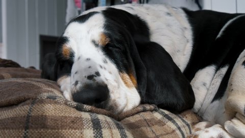 A dog sleeping on a dog bed 
