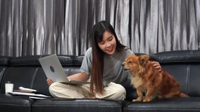 4k video of pretty asian woman working remotely from home using laptop sitting on the couch or sofa in living room for work online with pet puppy cute dog and guardian, work life balance concept