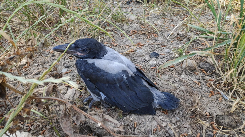 A small sick crow is sitting in the bushes, on the ground wildlife and natural habitat environment.