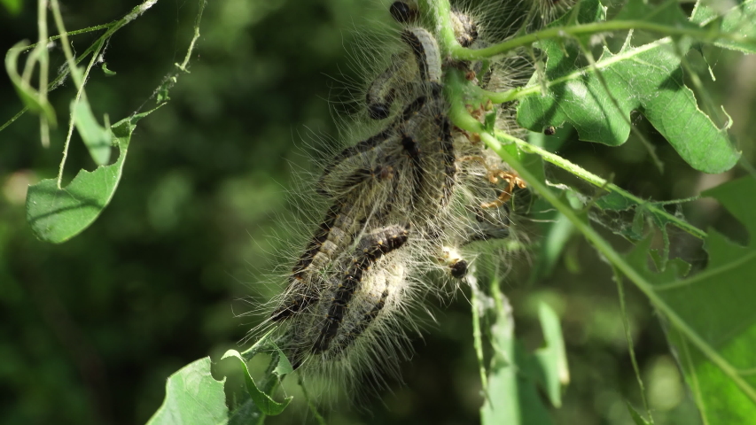 CATERPILLAR-RASH Footage, Videos And Clips In HD And 4K - Avopix.com