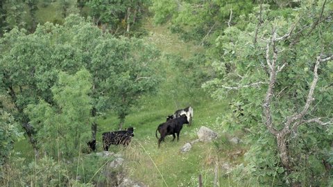 Herd of young spanish fighting bulls running up a mountain hill.