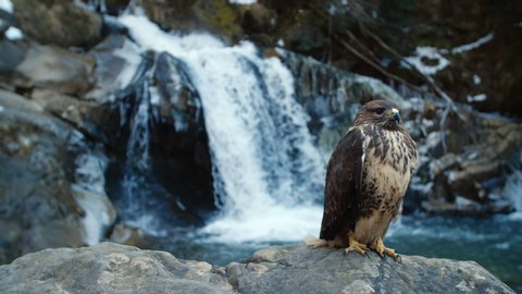 beautifull 4k shot of gorgeous hawk sitting on the rocks with waterfall at the background.