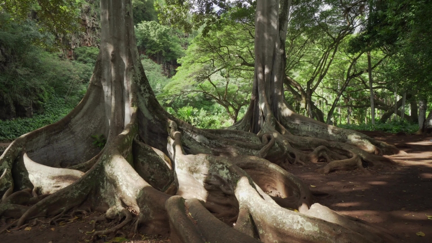 Famous Moreton Bay Fig tree. Trees filmed for different movies. Large buttresses and plant roots in walking gimbal shot. Natural plants in tropical botanical garden in Hawaii Kauai Royalty-Free Stock Footage #1053051437