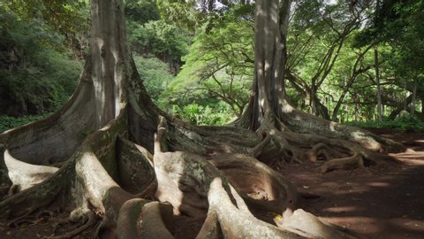 Famous Moreton Bay Fig tree. Trees filmed for different movies. Large buttresses and plant roots in walking gimbal shot. Natural plants in tropical botanical garden in Hawaii Kauai