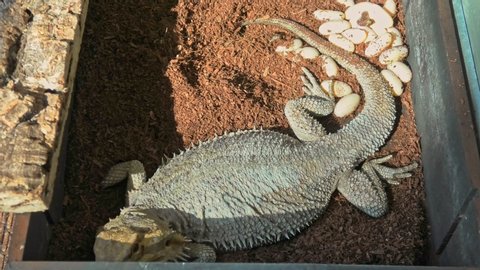 Bearded dragon deposing eggs. Pogona vitticeps species. Bearded Dragon for its scales under the neck that swell and darken when it's angry, is a reptile living in Australia in the desertic wildlife.