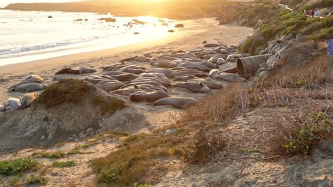 american colony of Californian elephant seal at sunset. Northern elephant seal, Cystophora proboscidea, sleeping at Big Sur in Point Piedras Blancas, San Simeon, California, United States.