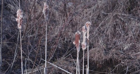 Amos, Quebec/Canada 05-17-2020: Typha latifolia, Common Bulrush, Broadleaf Cattail are wild and invasive plants in Quebec.