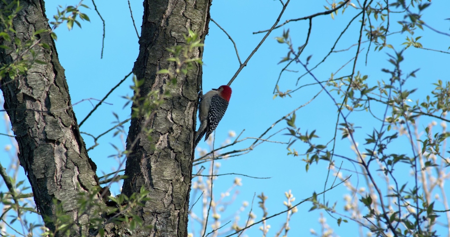 Red-Bellied Woodpecker perched on side of tree then flies away in slow motion.