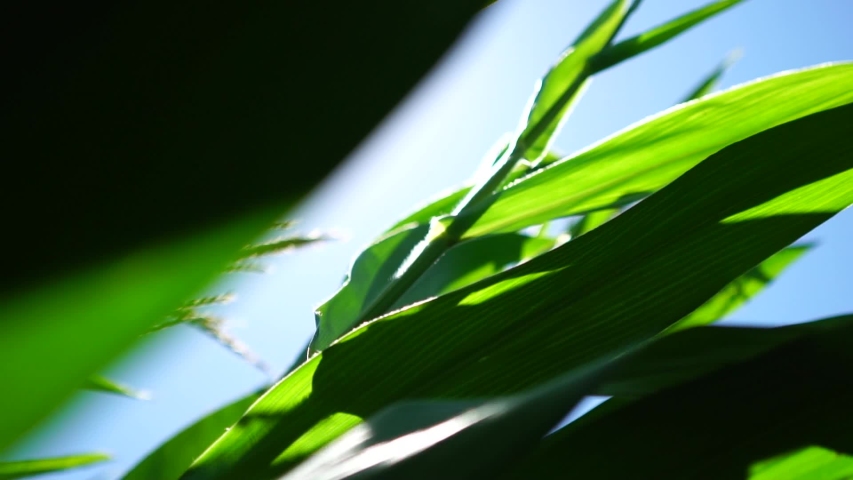 corn field. Corn Maize Agriculture Nature Field. Slow Motion. Corn Field Blowing by the Wind. Stock video

Keep heads of corn in the sun.