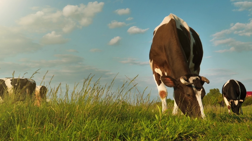 Slow Motion Amazing milk cows on the beautiful meadow Royalty-Free Stock Footage #1053066812