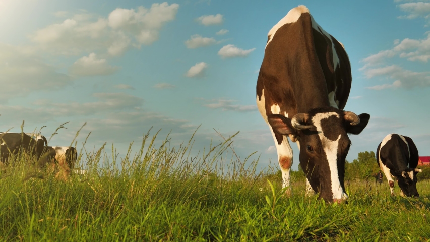 Slow Motion Amazing milk cows on the beautiful meadow | Shutterstock HD Video #1053066812