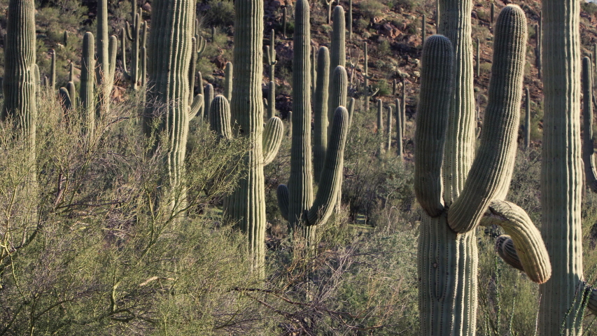 Semi close-up view of tall Saguaro cacti on a hillside at Saguaro National Park, Tucson, USA. Panorama left to right.