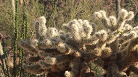 Cholla cactus semi close-up at Saguaro National Park, Tucson, USA. Slider left to right.