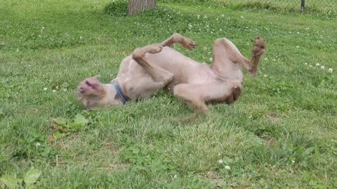Weimaraner rolls on his back in the grass.  Happy dog at the park enjoying a sunny day, rolling around with his tongue out.  