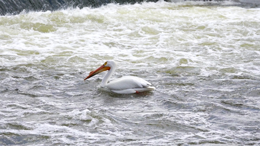 The American white pelican is a large aquatic soaring bird from the order pelecaniformes. Swimming and hanging out in De Pere, Wisconsin on the fox river. 