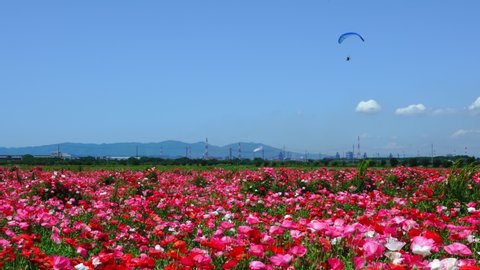 A field with lots of poppies and a hang glider flying over it
