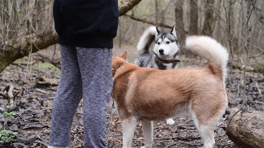 Pair of Siberian Huskey run away from woman in wooden area during pandemic