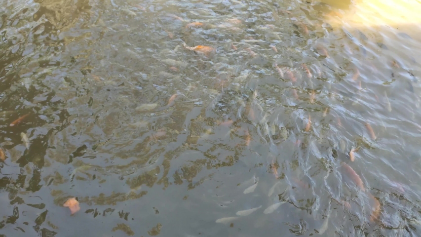 TILAPIA-CATTLE Footage, Videos and Clips in HD and 4K - Avopix.com