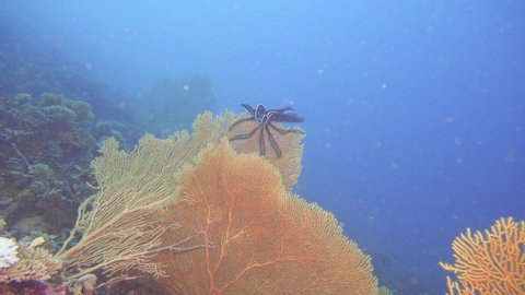 A crinoid sticking on the edge of a fan coral