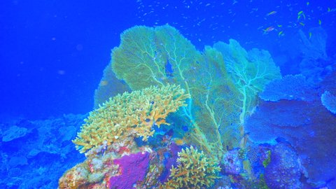Wide fan corals in maldives