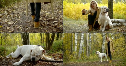 woman is walking her bulldog in autumn forest at sunny day, collage