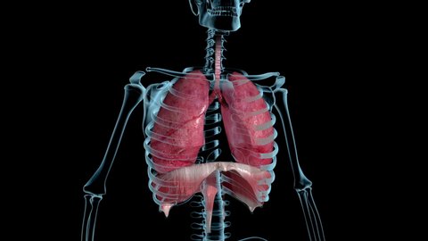 This 3d loop video shows the lung breathing in xray