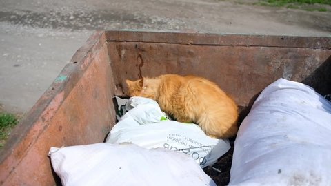 homeless cat seeking a food in dumpster or trash bin. problem of protecting animals