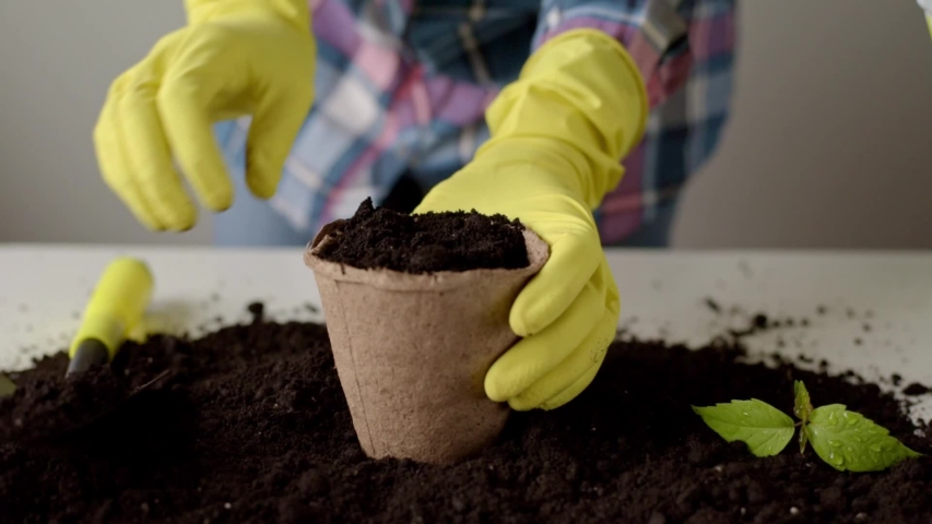 Woman hands in yellow gloves transplanting plant. Plant care concept