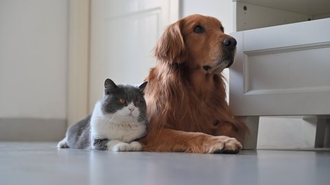 The Golden Retriever and the British Shorthair cat lie on the ground, their eyes move synchronously
