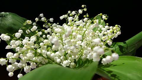 Bouquet of beautiful white flowers. Lilies of the valley close up.