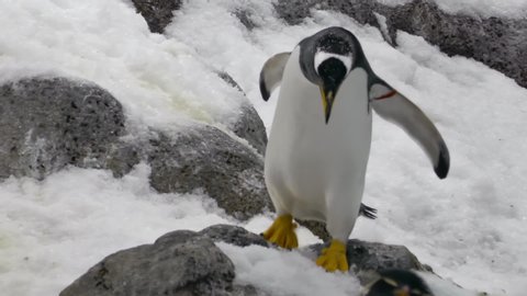 King Penguin running and slips on the snow close-up