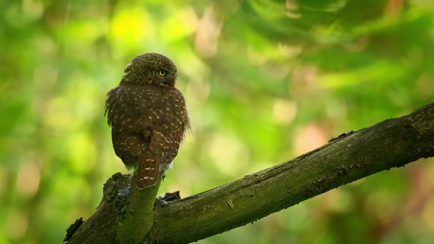 Eurasian Pygmy-Owl - Glaucidium passerinum sitting on the branch with green background in the forest in summer. Small european owl cleaning feathers, pooping and rotating head looking around.