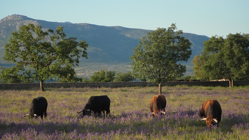 Five year old spanish bulls grazing peacefully in a meadow in spring. | Shutterstock HD Video #1053092636