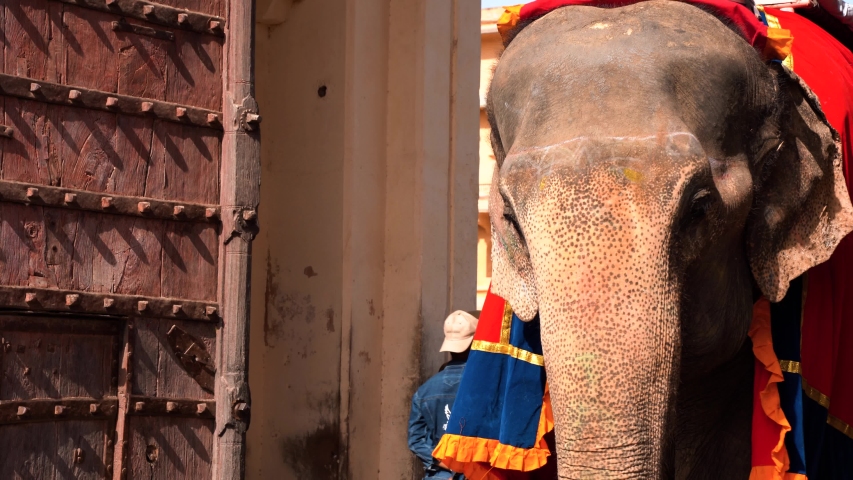 Elephant ride Japiur, Rajasthan, India. Popular tourist ride on decorated elephants at Amber Fort. Elephant Festival, Colourful closeup. Amer Fort is a UNESCO World Heritage site.