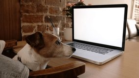 Dog looking to computer screen. Freelancer working from home. Watching movie from laptop. Video footage. Stay at home. Freelancer work from home during quarantine Social distancing lifestyle