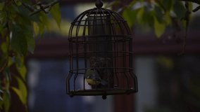 A video of a robbing/blue tit feeding from a bird feeder, which is hanging from the branches of a cherry tree, in the middle of a British garden early in the morning.