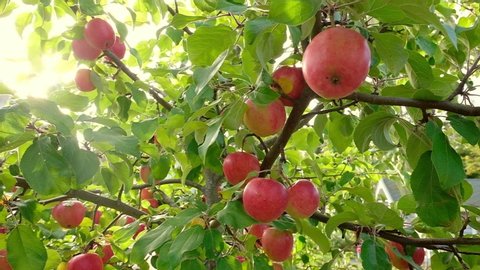 Pomegranate Tree 库存影片视频 100 免版税 Shutterstock Pomegranate Tree 库存影片视频 100 免版税 Shutterstock