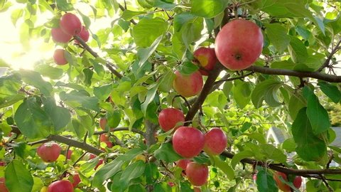 Pomegranate Tree 库存影片视频 100 免版税 Shutterstock