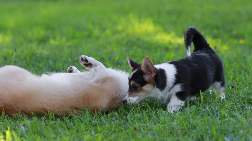 Red and Black Tricolour Cardigan Welsh Corgi Pembroke Cardigan play on grass