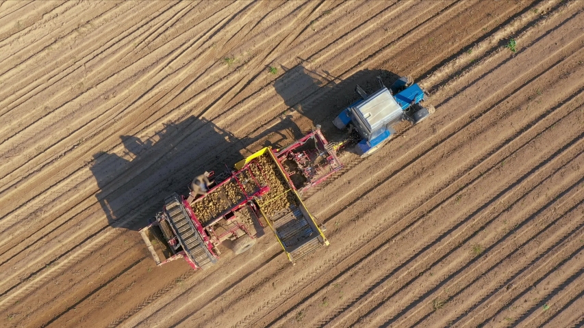 Agricultural work for the collection of seasonal crops. A tractor with a harvesting machine on a trailer drives through rural field and harvests ripe organic potatoes. Aerial view, fly diagonally line