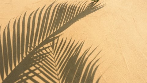 motion of shadows palm leaves on sand beach texture background.