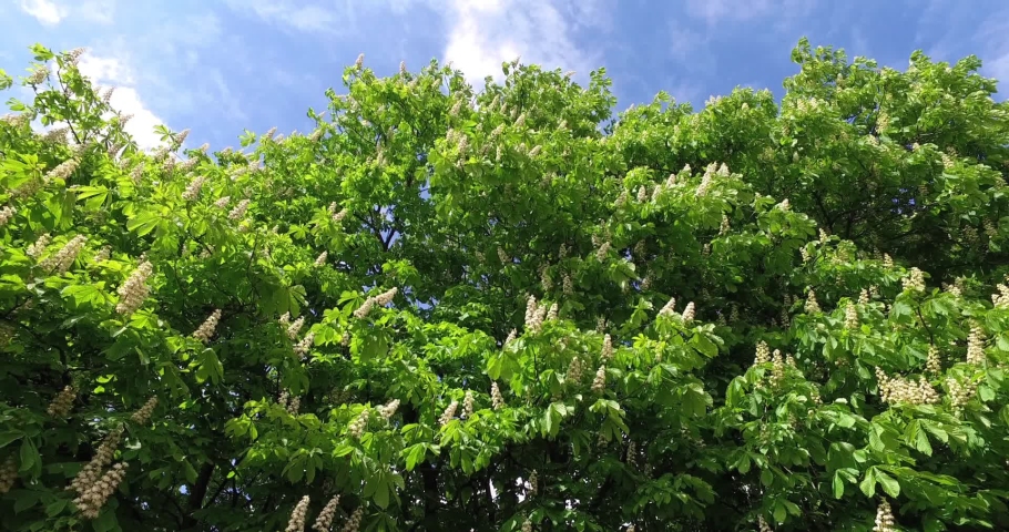 gusts of wind swing the branches of the blooming horse chestnut tree. White candles of flowers of Aesculus Hippocastanum among the green leaves