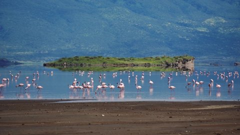Pink Lesser Flamingo at Lake Natron, Tanzania, Africa