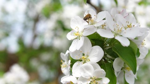 Blooming Apple Tree Close Pollination Inflorescences Stock Footage ...