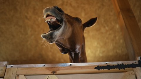 Funny brown horse head yawns in stable