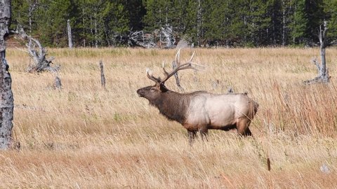 A bull elk walking in a field near the Madison River in Yellowstone National Park, herding his females. Camera following the animal.
