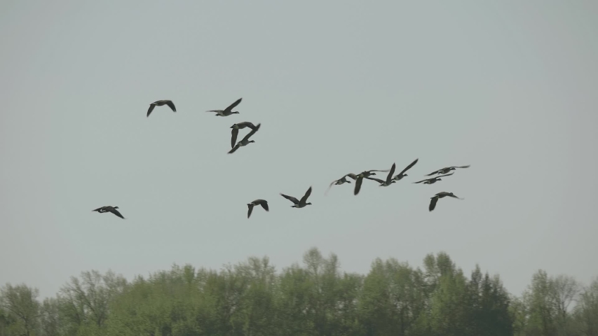 Ducks flying above trees in formation slow motion